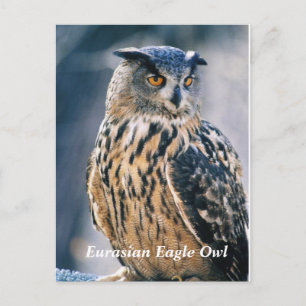 Cartão Postal Eurasian Eagle Owl