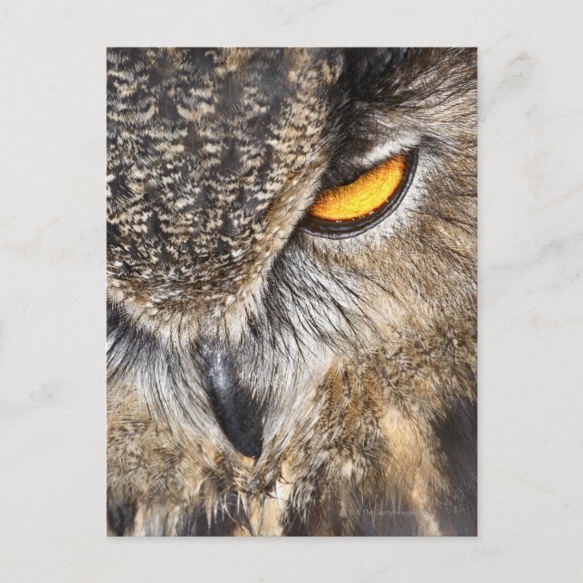Cartão Postal Eurasian Eagle Owl (Bubo bubo) (Frente)