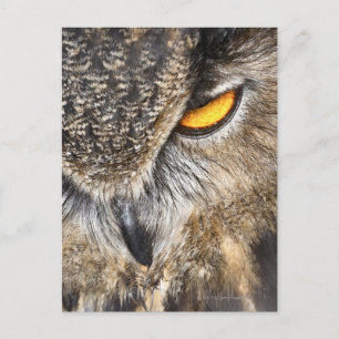 Cartão Postal Eurasian Eagle Owl (Bubo bubo)