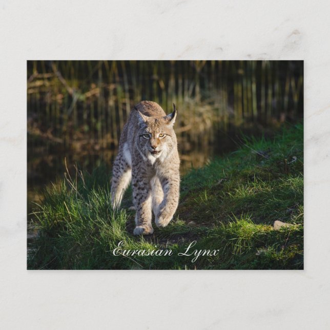 Cartão Postal Eurasian Lynx (Frente)