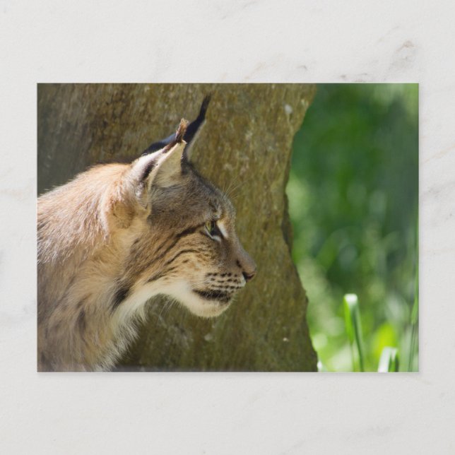 Cartão Postal Eurasian Lynx (Frente)