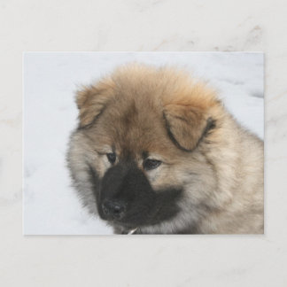 Cartão Postal Eurasier Puppy