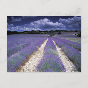 Cartão Postal Europa, França, Provença. Campos de lavandros