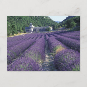 Cartão Postal Europa, França, Provença. Campos de lavandros