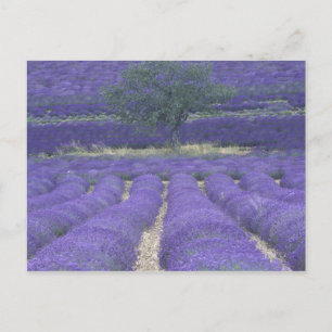 Cartão Postal Europa, França, Provença, Sault, Campos de lavanda