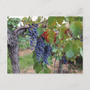 Cartão Postal Europa, França, Roussillon. Vinhas, com