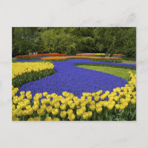 Cartão Postal Europa, Países Baixos, Holanda, Lisse, Keukenhof