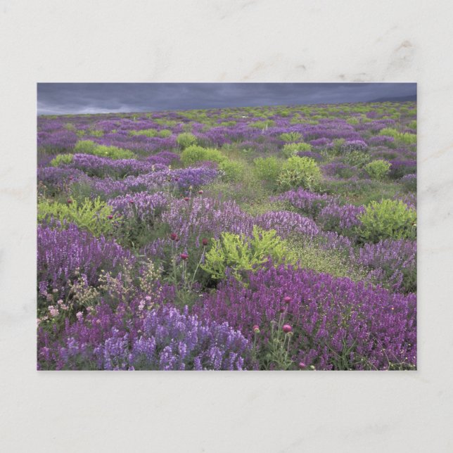 Cartão Postal Europa, Turquia, Cappadocia. Paisagem rural 3 (Frente)