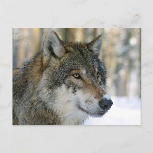 Cartão Postal Europäischer Wolf (Frente)