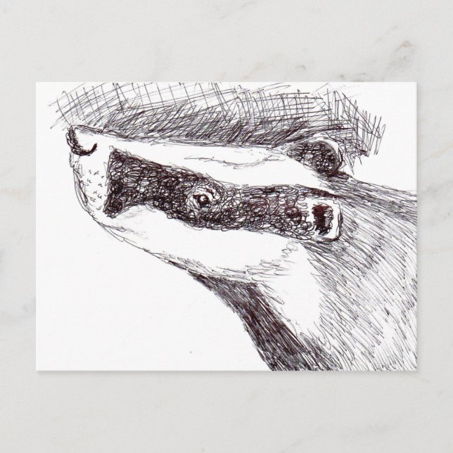 Cartão Postal European Badger (a455) (Frente)