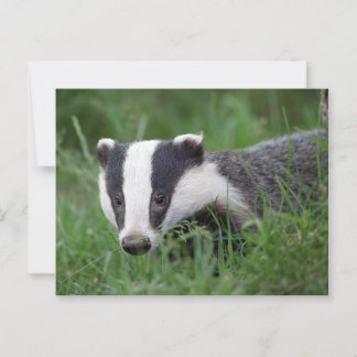 Cartão postal europeu Badger