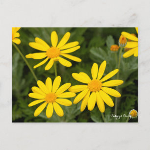 Cartão Postal Euryops Daisy [Cartão postal]