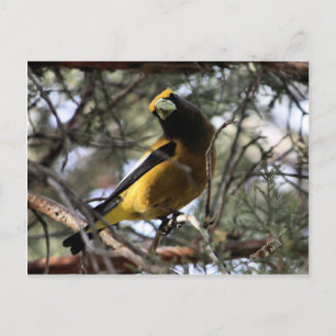 Cartão Postal Evening Grosbeak
