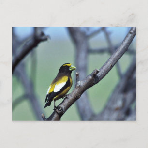 Cartão Postal Evening Grosbeak