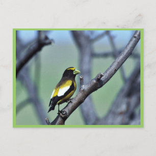 Cartão Postal Evening Grosbeak