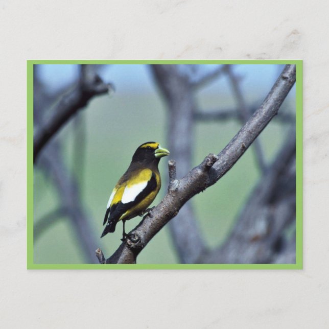 Cartão Postal Evening Grosbeak (Frente)