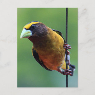 Cartão Postal Evening Grosbeak (Coccothaustes vespertinus)