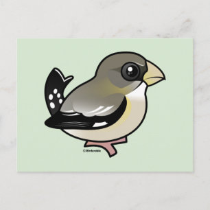 Cartão Postal Evening Grosbeak (f)