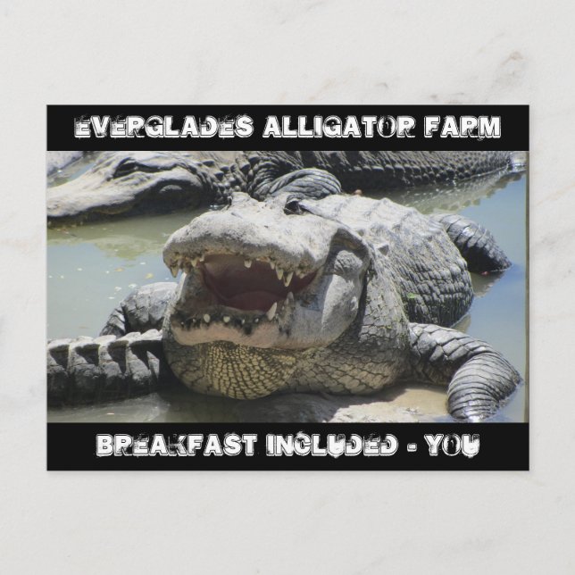 Cartão Postal Everglades Alligator Fazenda - café da manhã inclu (Frente)