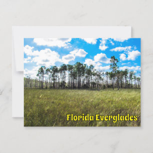 Cartão Postal Everglades Cypress Blue Sky e Reflexões em Nuvem