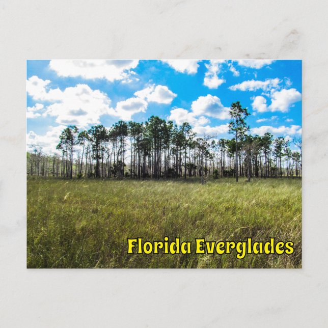 Cartão Postal Everglades Cypress Blue Sky e Reflexões em Nuvem (Frente)
