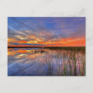 Cartão Postal Everglades da Flórida
