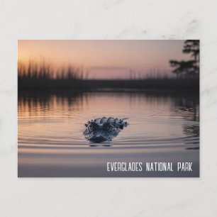 Cartão Postal Everglades Flórida Jacaré Viagem