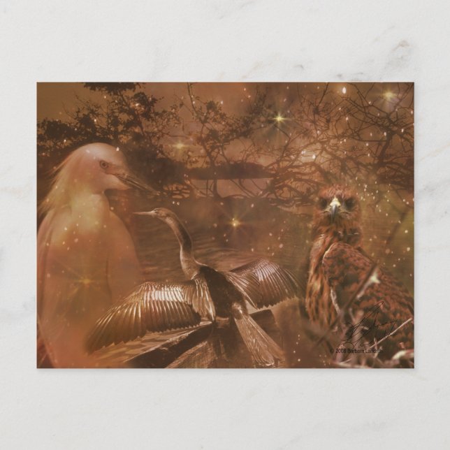 Cartão Postal Everglades - Parque Nacional da Flórida (Frente)