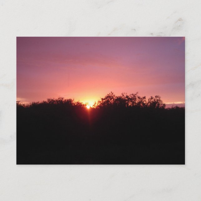 Cartão Postal Everglades Sunset over the Trees (Frente)