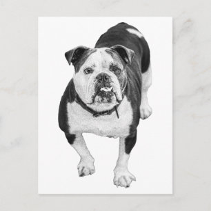 Cartão Postal Evergreen View, Bulldog Post