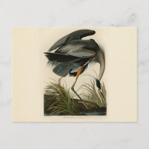 Cartão Postal Excelente Azul Heron Marsh Bird