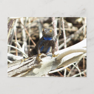 Cartão Postal Excelente Basin Fence Lizard em Joshua Tree