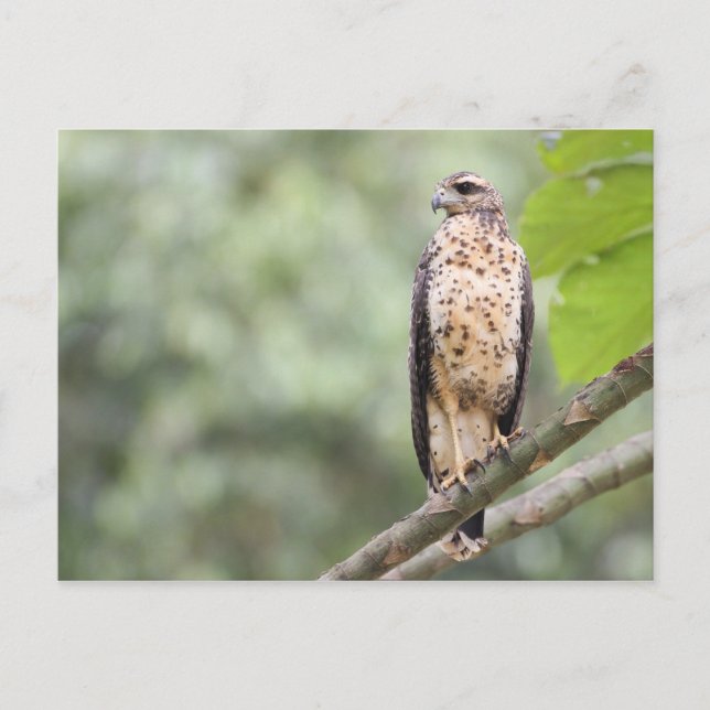 Cartão Postal Excelente Black Hawk (Frente)