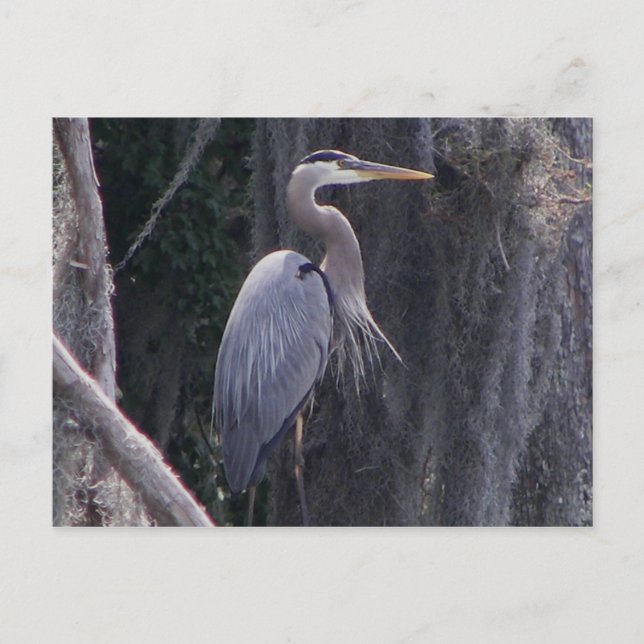 Cartão Postal Excelente Blue Heron (Frente)