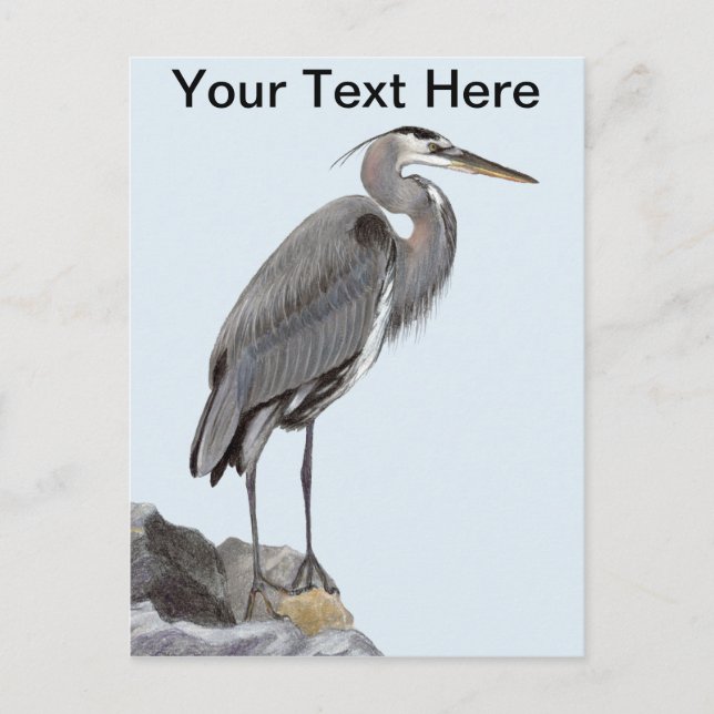 Cartão Postal Excelente Blue Heron (Frente)
