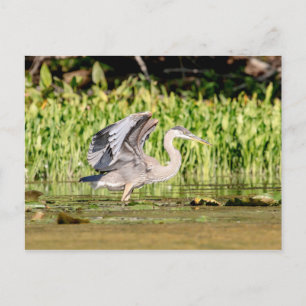 Cartão Postal Excelente Blue Heron