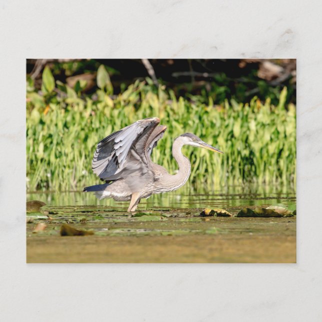 Cartão Postal Excelente Blue Heron (Frente)