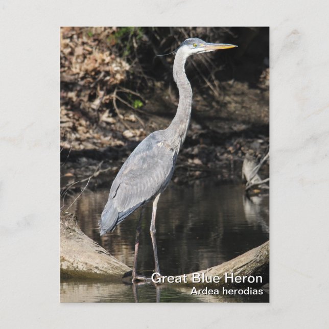 Cartão Postal Excelente Blue Heron (Frente)