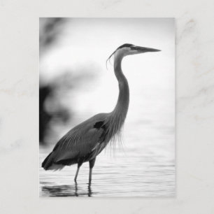 Cartão Postal Excelente Blue Heron