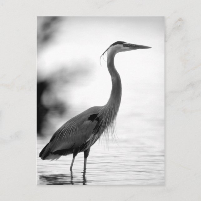 Cartão Postal Excelente Blue Heron (Frente)