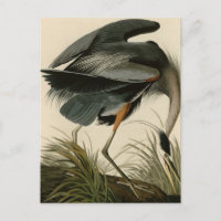 Excelente Blue Heron