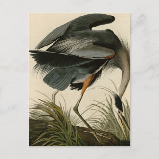 Cartão Postal Excelente Blue Heron