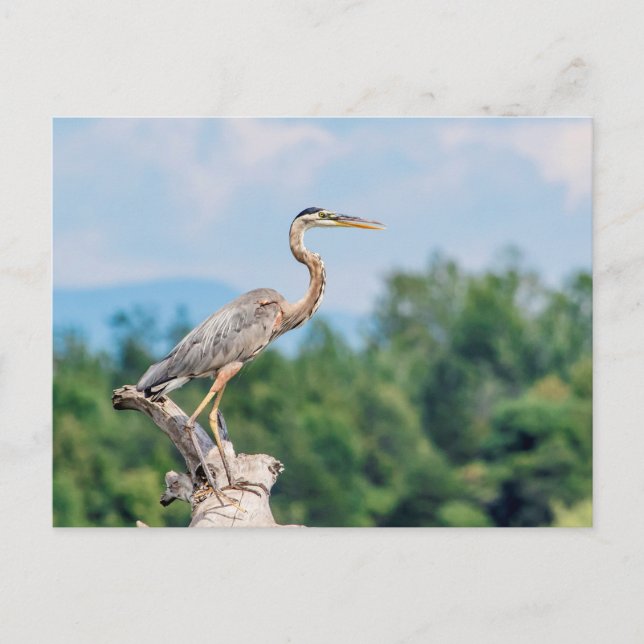 Cartão Postal Excelente Blue Heron (Frente)