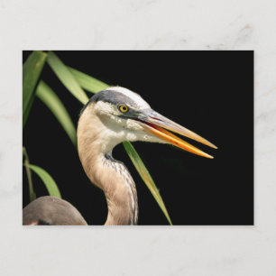 Cartão Postal Excelente Blue Heron