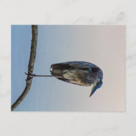 Cartão Postal Excelente Blue Heron, Antrim Lake, Columbus, Ohio