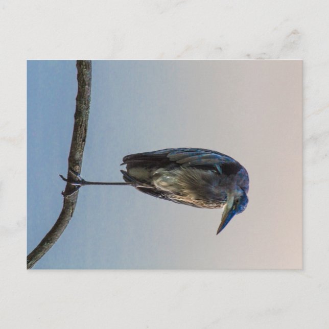 Cartão Postal Excelente Blue Heron, Antrim Lake, Columbus, Ohio (Frente)