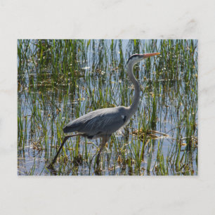 Cartão Postal Excelente Blue Heron Bird Marsh