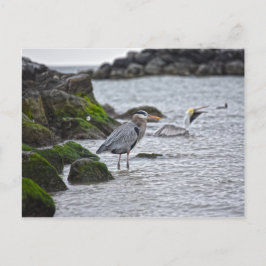 Cartão Postal Excelente Blue Heron e Brown Pelican