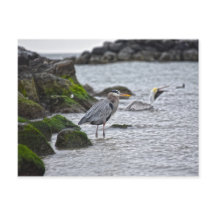 Excelente Blue Heron e Brown Pelican