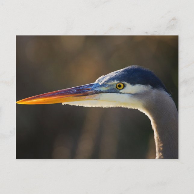 Cartão Postal Excelente Blue Heron, fechar o retrato (Frente)